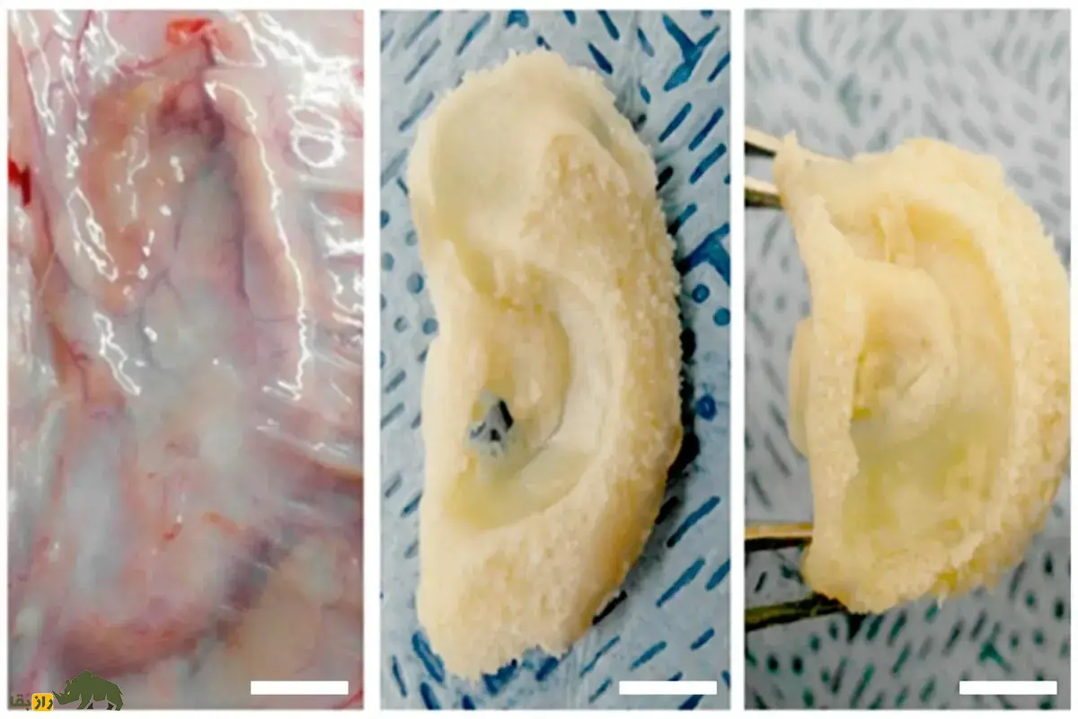موش گوشدار؛ آزمایش مخوفی که جهان را شوکه کرد | داستان واقعی رشد گوش انسان روی بدن موش و رازهای ترسناک مهندسی بافت موش گوشدار؛ آزمایش مخوفی که جهان را شوکه کرد | داستان واقعی رشد گوش انسان روی بدن موش و رازهای ترسناک مهندسی بافت