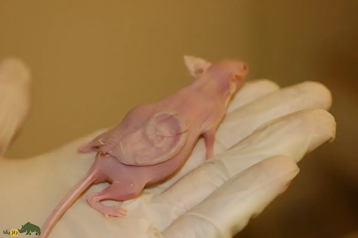 موش گوشدار؛ آزمایش مخوفی که جهان را شوکه کرد | داستان واقعی رشد گوش انسان روی بدن موش و رازهای ترسناک مهندسی بافت موش گوشدار؛ آزمایش مخوفی که جهان را شوکه کرد | داستان واقعی رشد گوش انسان روی بدن موش و رازهای ترسناک مهندسی بافت