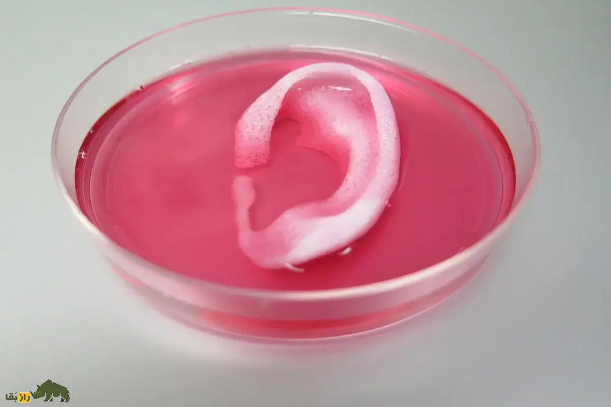 موش گوشدار؛ آزمایش مخوفی که جهان را شوکه کرد | داستان واقعی رشد گوش انسان روی بدن موش و رازهای ترسناک مهندسی بافت موش گوشدار؛ آزمایش مخوفی که جهان را شوکه کرد | داستان واقعی رشد گوش انسان روی بدن موش و رازهای ترسناک مهندسی بافت