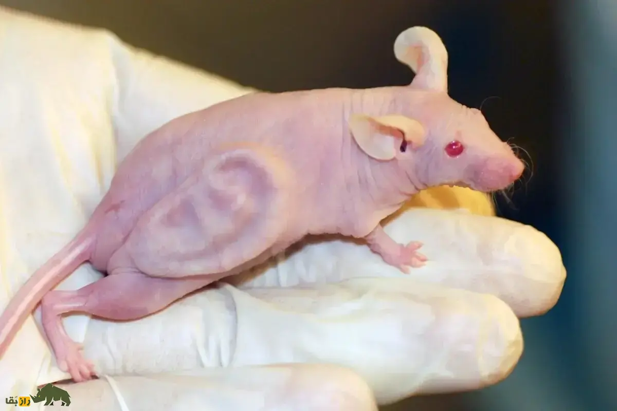 موش گوشدار؛ داستان واقعی رشد گوش انسان روی بدن موش که جهان را شوکه کرد موش گوشدار؛ داستان واقعی رشد گوش انسان روی بدن موش که جهان را شوکه کرد