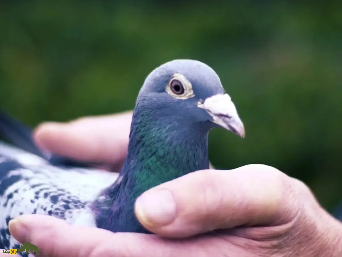 کبوتر پلاکی؛ کبوتر معروف به «ورزشکار آسمان» که غریزه بازگشت به خانه آن بسیار قوی است و استاد شرکت در مسابقات استقامت است کبوتر پلاکی