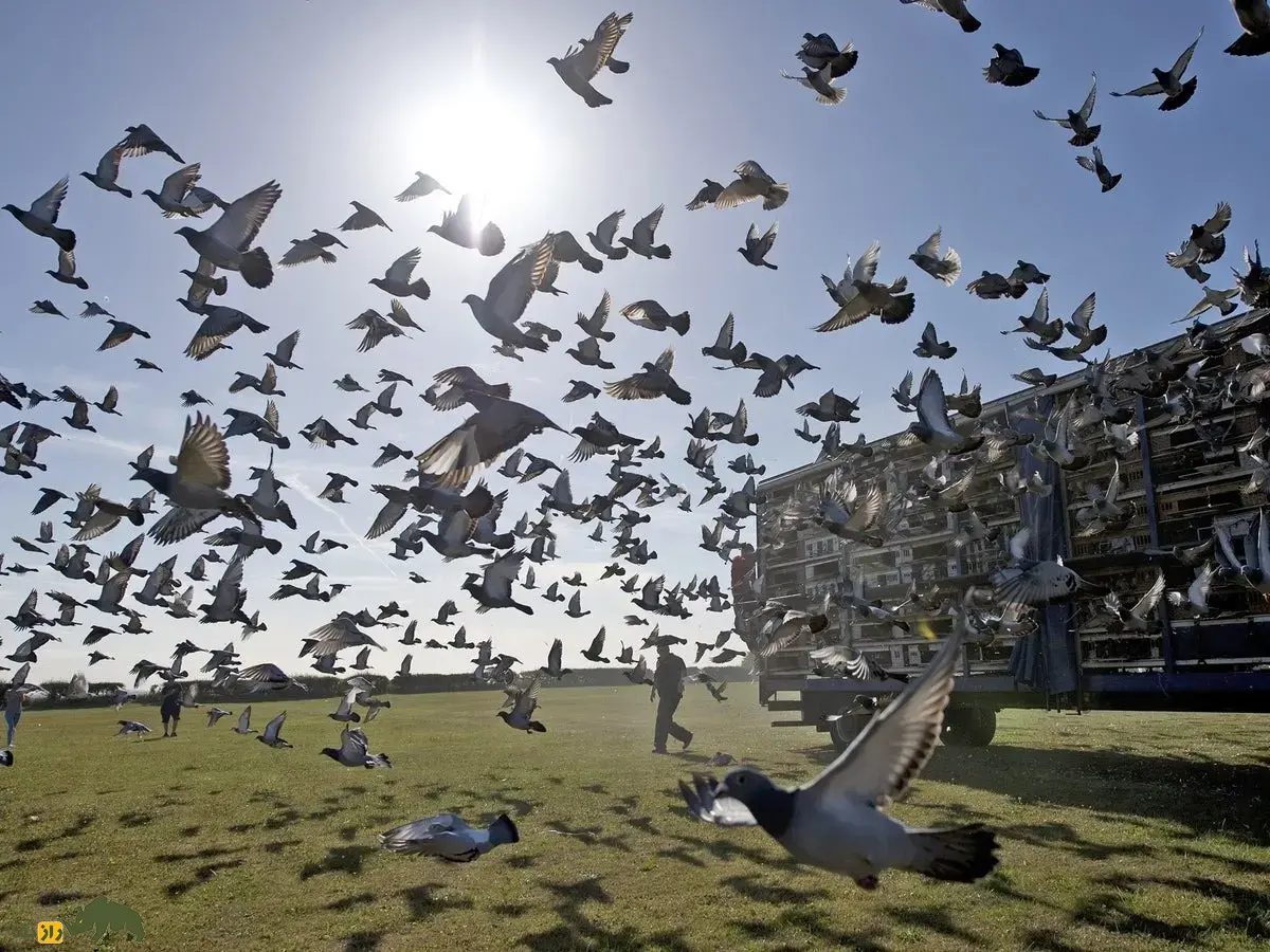 کبوتر پلاکی؛ کبوتر معروف به «ورزشکار آسمان» که غریزه بازگشت به خانه آن بسیار قوی است و استاد شرکت در مسابقات استقامت است کبوتر پلاکی