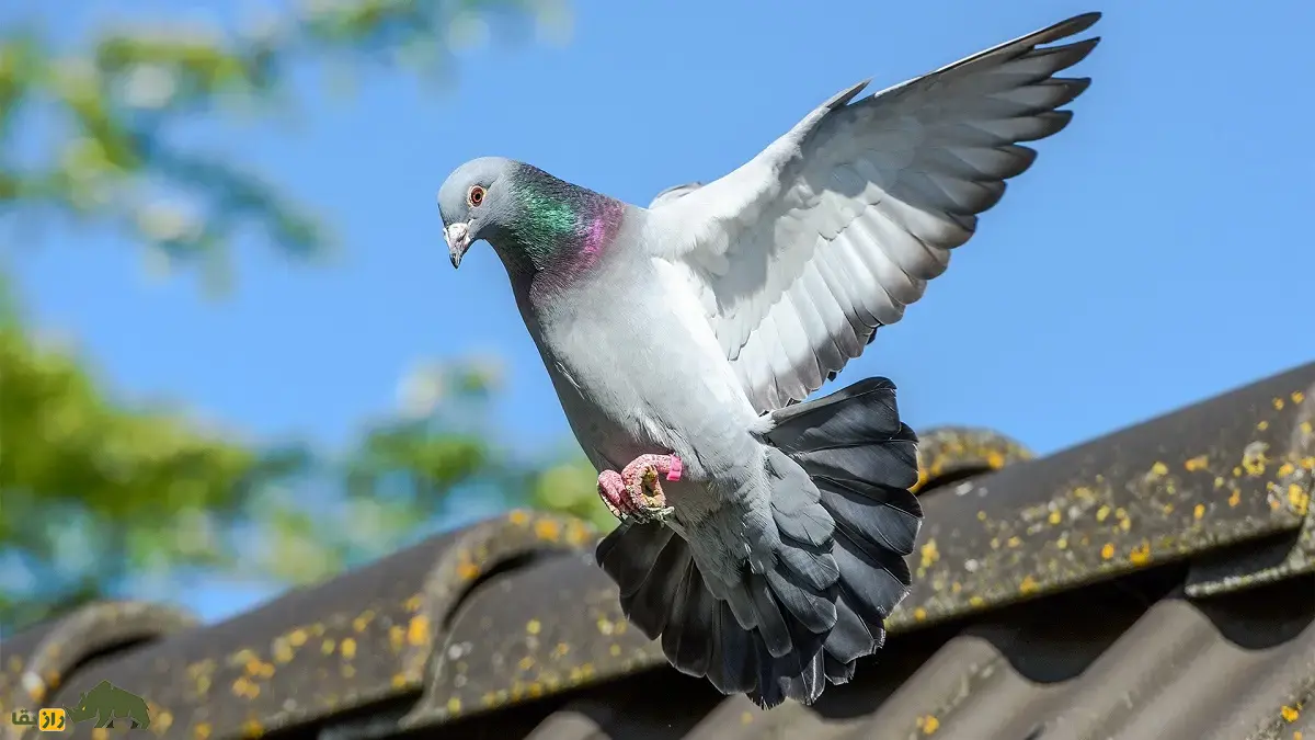 کبوتر پلاکی