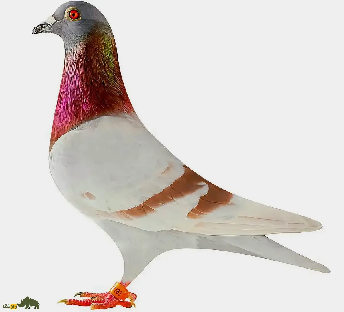 کبوتر پلاکی؛ کبوتر معروف به «ورزشکار آسمان» که غریزه بازگشت به خانه آن بسیار قوی است و استاد شرکت در مسابقات استقامت است کبوتر پلاکی