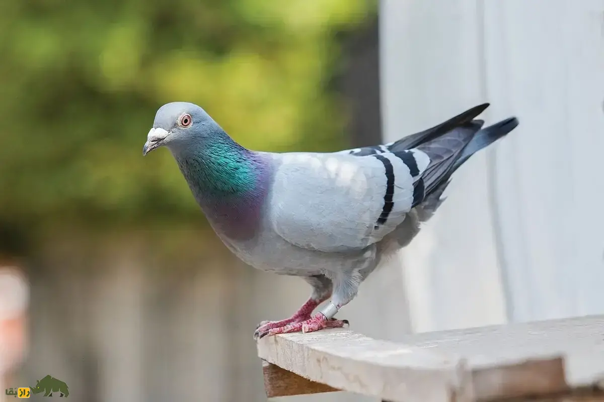 کبوتر پلاکی؛ کبوتر معروف به «ورزشکار آسمان» که غریزه بازگشت به خانه آن بسیار قوی است و استاد شرکت در مسابقات استقامت است کبوتر پلاکی