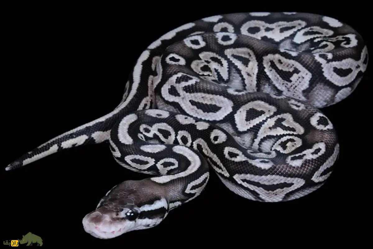 مار پایتون بال سفید با لکههای سیاه؛ مورف فوقکمیابی که قیمتش در ایران به ۴ میلیارد تومان رسیده است مار پایتون بال سفید با لکههای سیاه؛ مورف فوقکمیابی که قیمتش در ایران به ۴ میلیارد تومان رسیده است