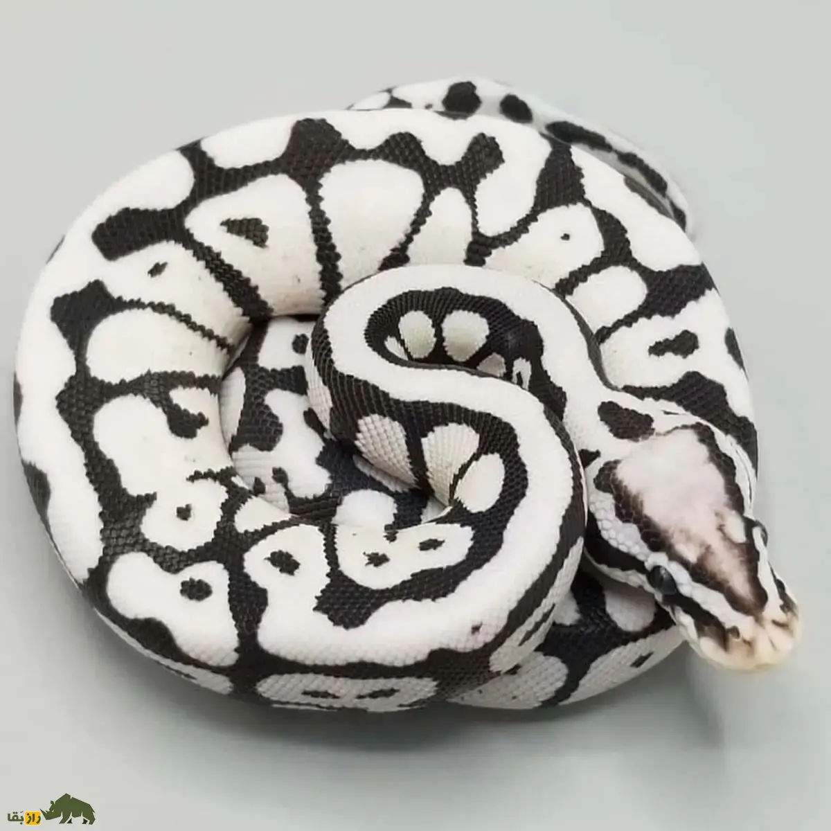 مار پایتون بال سفید با لکههای سیاه؛ مورف فوقکمیابی که قیمتش در ایران به ۴ میلیارد تومان رسیده است مار پایتون بال سفید با لکههای سیاه؛ مورف فوقکمیابی که قیمتش در ایران به ۴ میلیارد تومان رسیده است