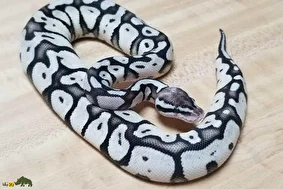 مار پایتون بال سفید با لکه‌های سیاه؛ مار فوق‌کمیابی که به تازگی در ایران محبوب شده و قیمتش به ۴ میلیارد تومان می‌رسد