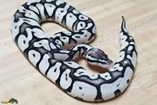 مار پایتون بال سفید با لکه‌های سیاه؛ مار فوق‌کمیابی که به تازگی در ایران محبوب شده و قیمتش به ۴ میلیارد تومان می‌رسد