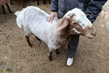 گوسفند فشندی؛ گوسفند گوشتی و شیری شبیه افشاری که بهترین نژاد برای پرورش در تهران و البرز است