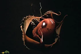 ماهی مرکب خون‌آشام؛ ماهی مرکب ترسناکی مشهور به «فسیل زنده» که جد بزرگ اختاپوس‌هاست