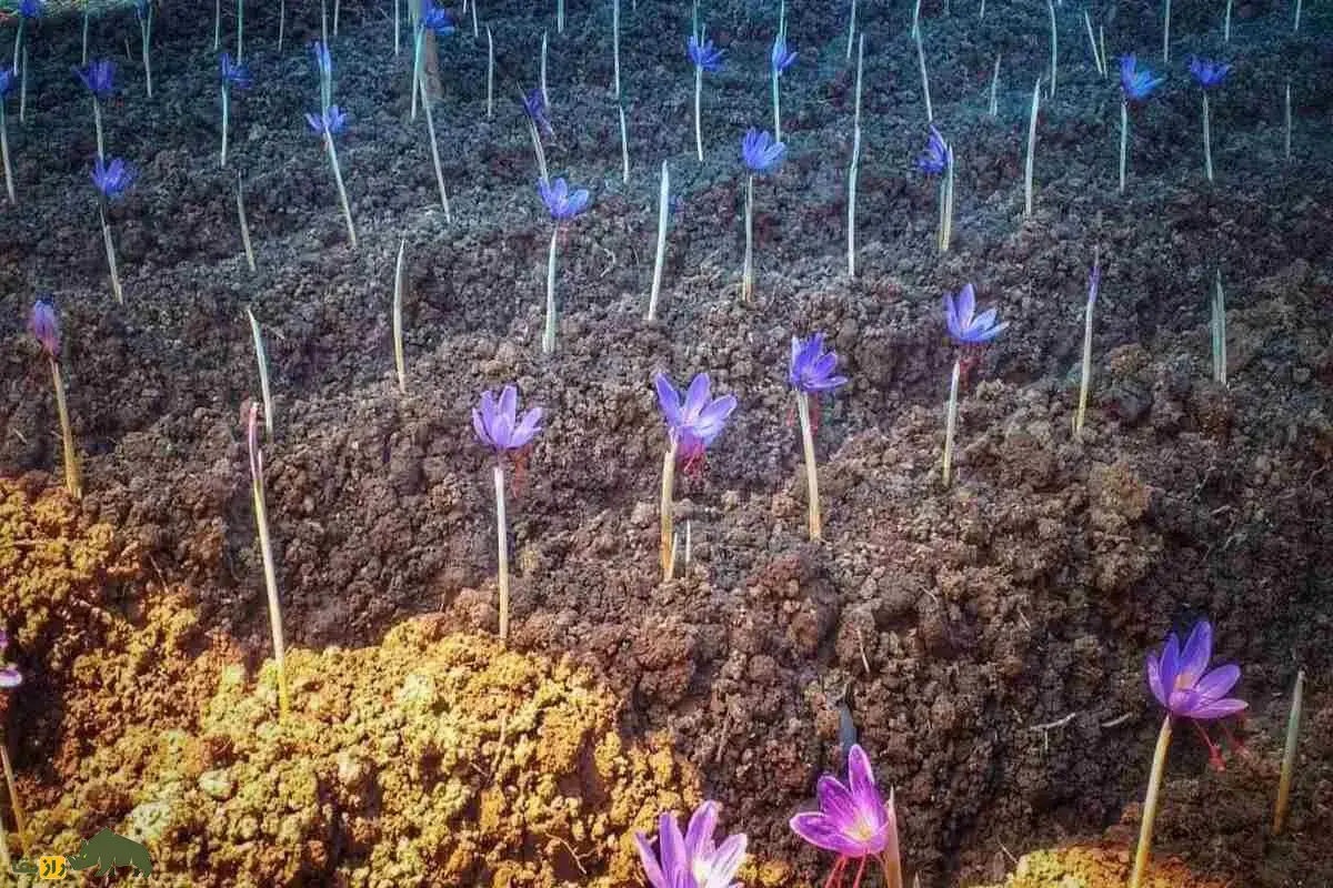 کشت زعفران در خانه؛ آیا واقعاً میشود با چند گلدان درآمد میلیونی داشت؟ کشت زعفران در خانه؛ آیا واقعاً میشود با چند گلدان درآمد میلیونی داشت؟