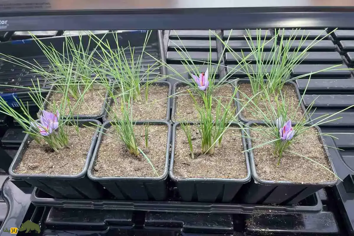 کشت زعفران در خانه؛ آیا واقعاً میشود با چند گلدان درآمد میلیونی داشت؟ کشت زعفران در خانه؛ آیا واقعاً میشود با چند گلدان درآمد میلیونی داشت؟