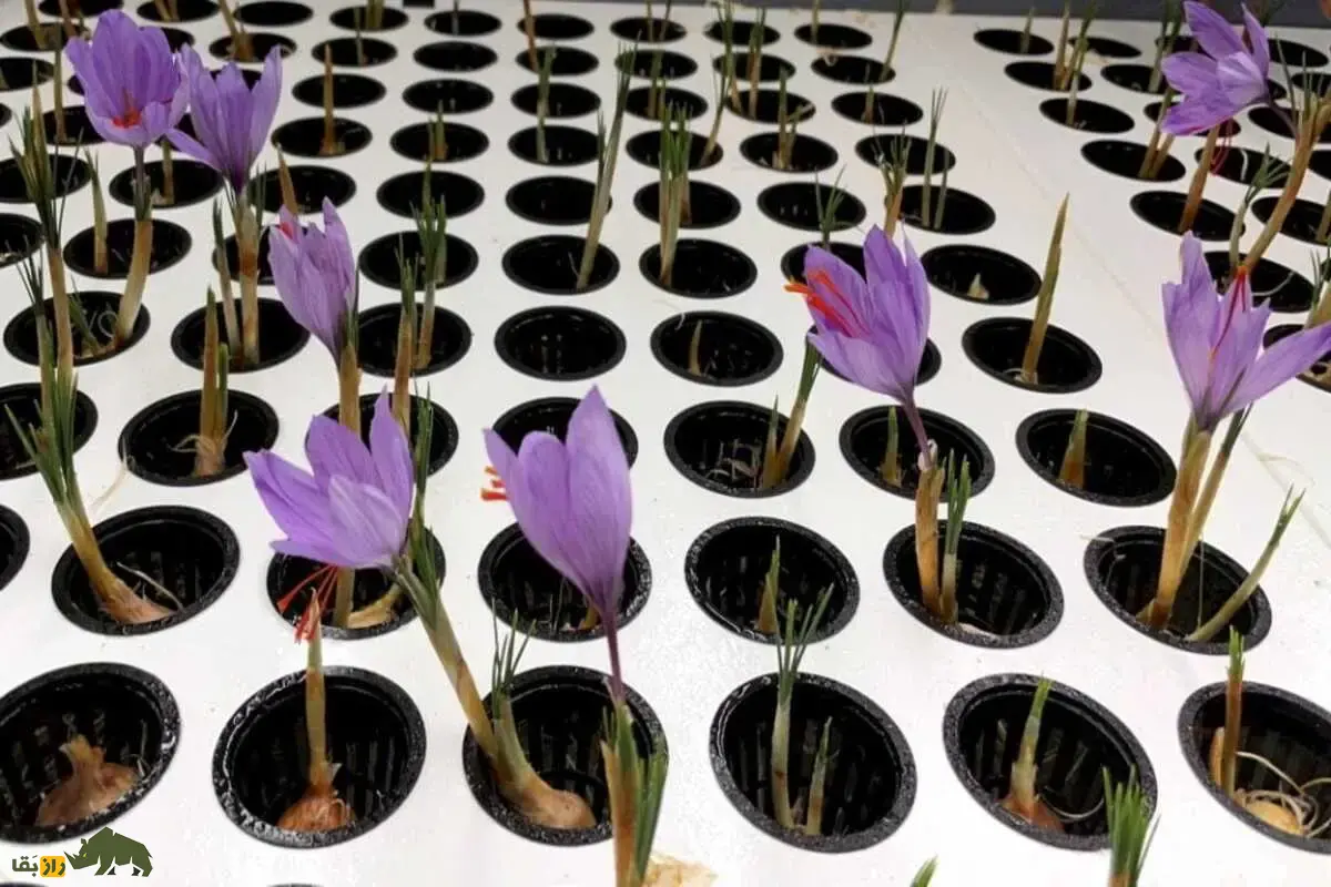 کشت زعفران در خانه؛ آیا واقعاً میشود با چند گلدان درآمد میلیونی داشت؟ کشت زعفران در خانه؛ آیا واقعاً میشود با چند گلدان درآمد میلیونی داشت؟