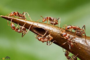 درخت مورچه؛ درخت معروف به «درخت درد» که محل زندگی مورچه‌هاست و در هنگام تهدید درخت توسط دشمن، ارتش مورچه‌ها حمله می‌کنند