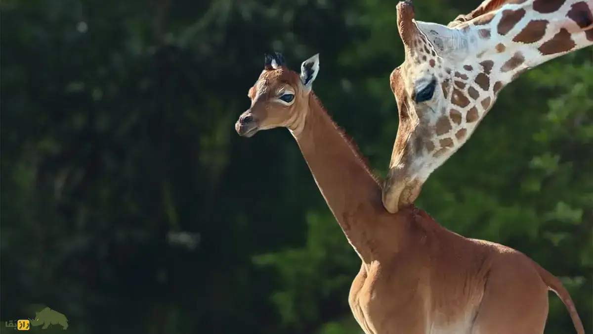 کیپِکی؛ تنها زرافه جهان در آمریکا که هیچ خالی روی بدنش نداشت و چند روز پیش بر اثر یک بیماری ناشناخته از دنیا رفت