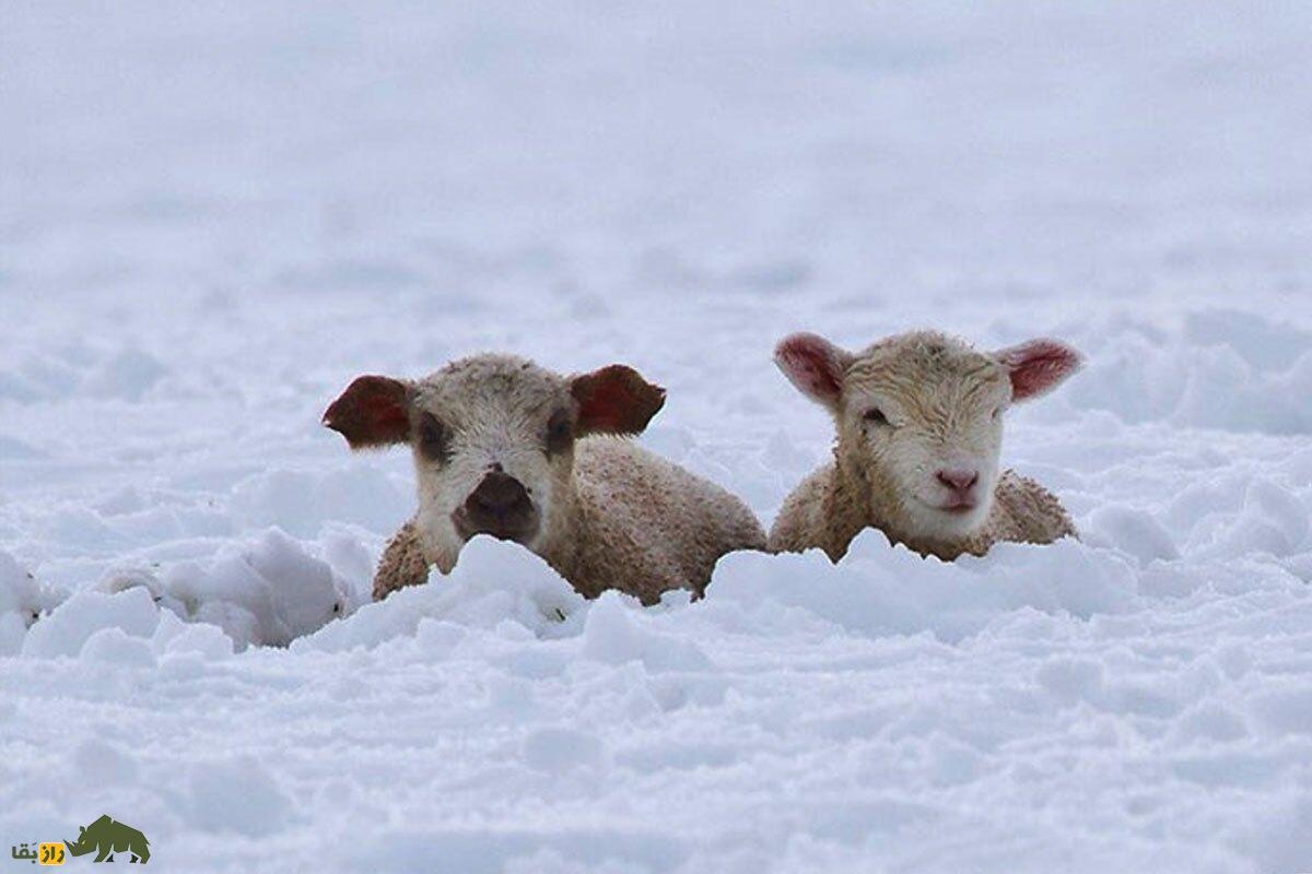 فیلمی باورنکردنی از دفن شدن گوسفندان در برف یک متری رابُر کرمان