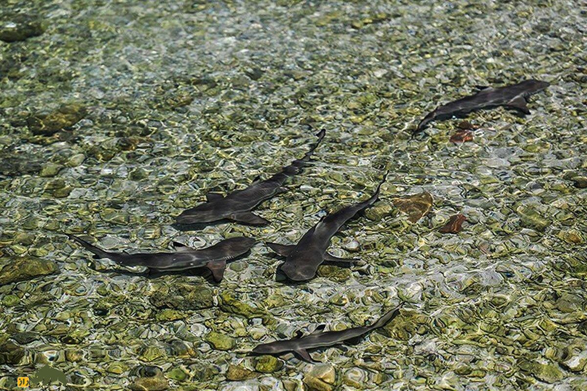 فیلمی دیدنی از تجمع کوسه‌های صخره‌ای جزیره کیش در ساحل سیمرغ