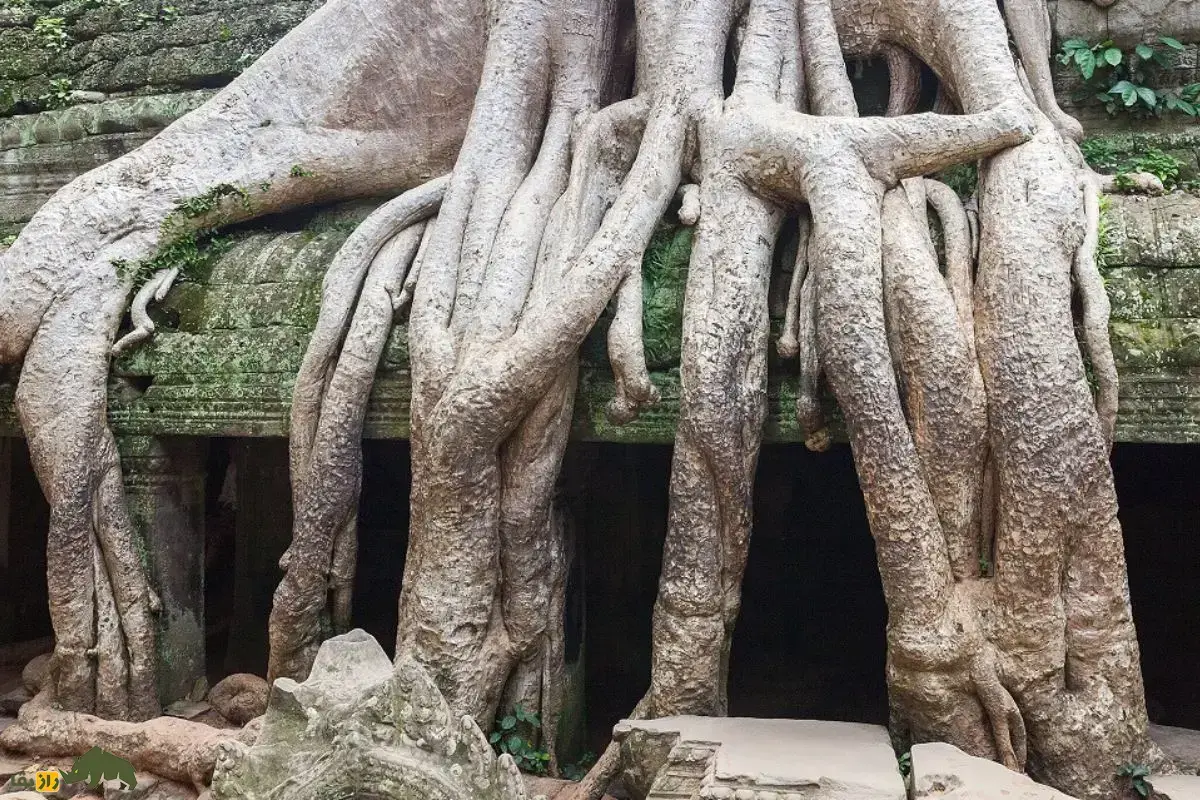 درختان تاپروم؛ درختانی عظیم شبیه عضلات بدن انسان که مانند آبشار‌های یخ‌زده از دیوار‌های معبد سرازیر شده و آن را در آغوش گرفته‌اند