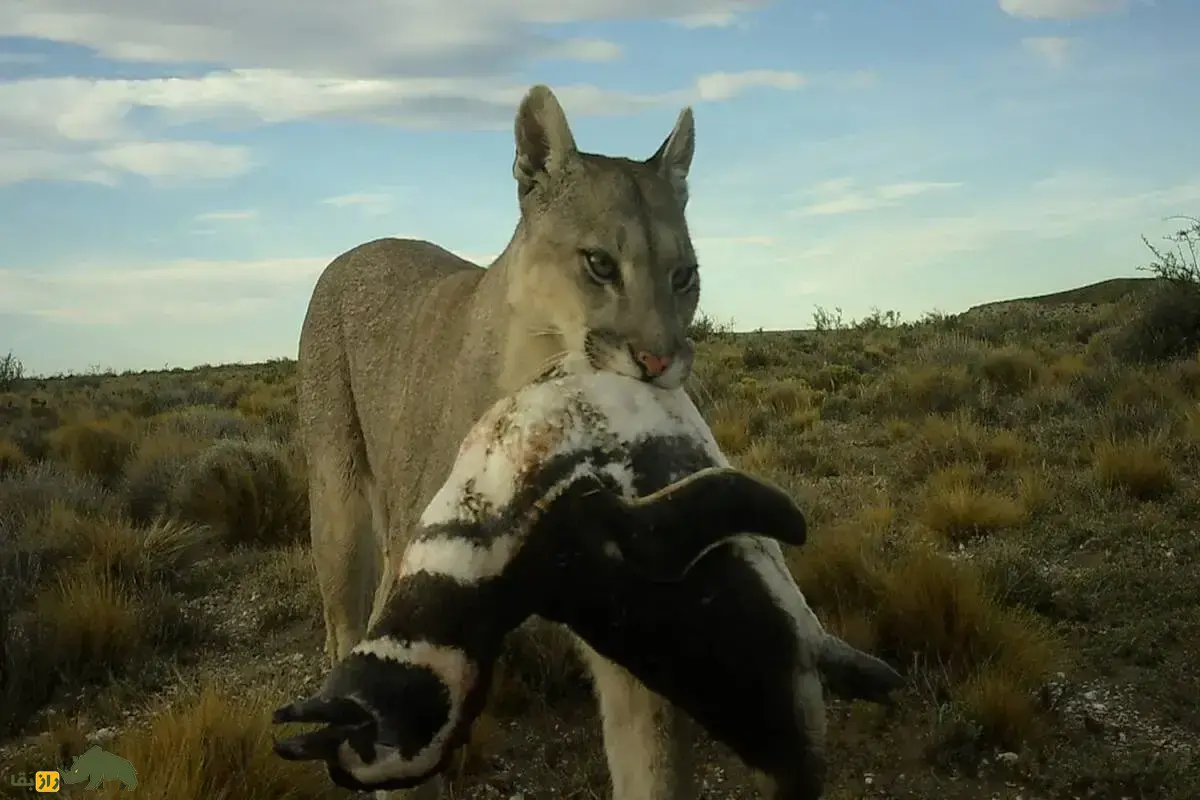 کشف یک رفتار غیرمنتظره؛ پوماهای پاتاگونیا پنگوئن‌خوار شدند!