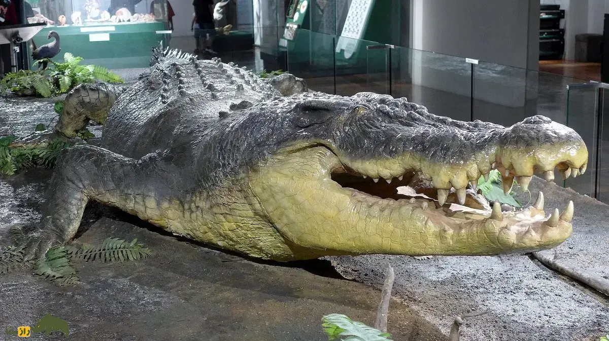 لولونگ؛ بزرگترین کروکودیل تاریخ با ۶.۱ متر طول و بیش از ۱۰۰۰ کیلو وزن که ۱۰۰ نفر با کابل‌های فولادی سنگین آن را به دام انداختند