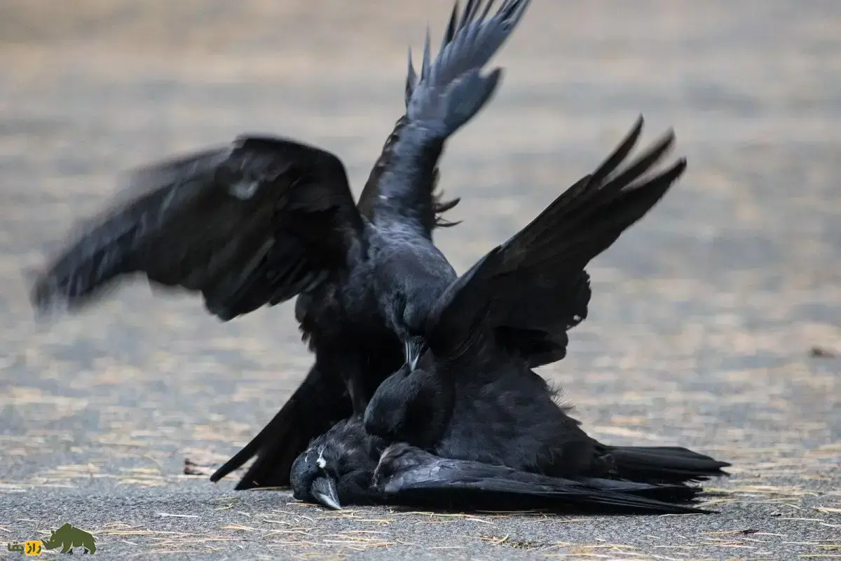 جفت‌گیری کلاغ‌ها؛ فرآیند جفت‌گیری کلاغ‌ها چگونه است و چرا در جفت‌گیری کلاغ‌ها هوش از زیبایی مهمتر است؟