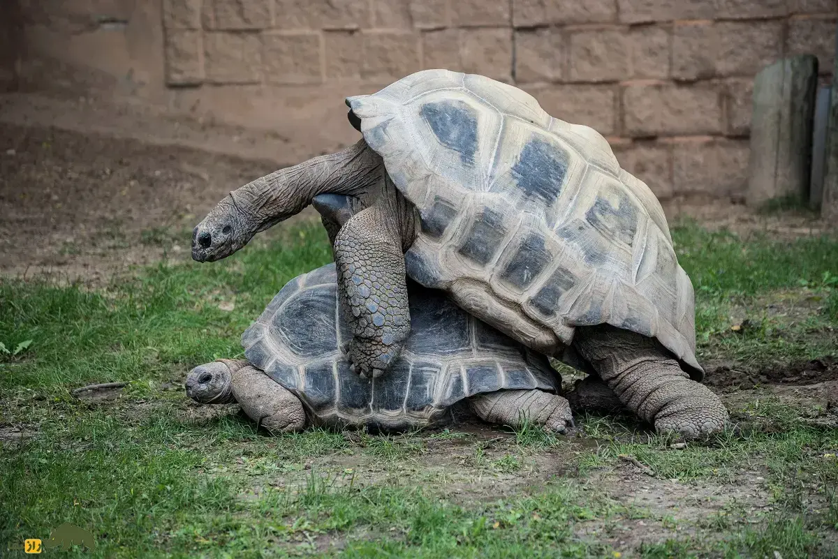 جفت‌گیری لاک‌پشت‌ها؛ لاک‌پشت‌ها چگونه جفت خود را انتخاب می‌کنند و چرا فرآیند جفت‌گیری لاک‌پشت‌ها طولانیست؟