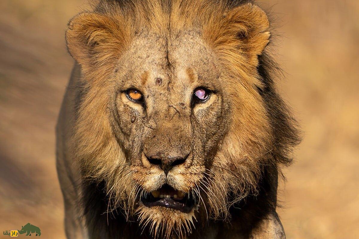 فیلمی ترسناک از مبارزه خونین شیر اسکارفیس؛ شیر صورت زخمی‌ که سلطان واقعی بود و بر جنگل فرمانروایی می‌کرد!