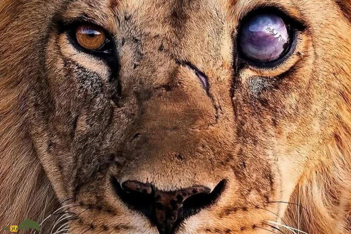 چگونه شیر اسکارفیس Scarface یک سلطان واقعی شد؛ داستان جنگ‌های خونین یک شیر افسانه‌ای که هیچ‌وقت نباخت