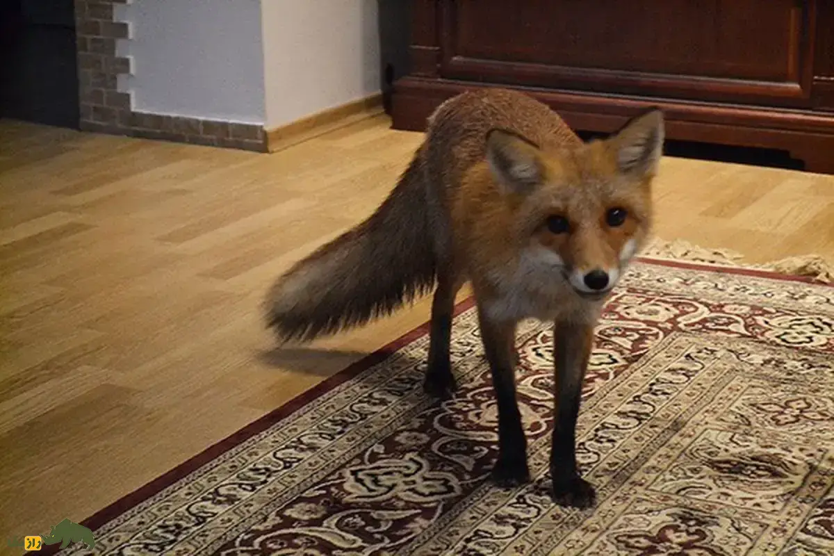 فیلمی دیدنی از یک خانواده کردستانی که به روباه و چهار توله‌اش در سرمای زمستان پناه دادند