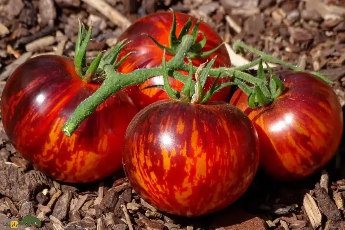 گوجه ملکه شب؛ گوجه‌ای کمیاب و شبیه بادمجان با مزه شیرین و ملس که هر چه نور بیشتری بخورد سیاه‌تر می‌شود