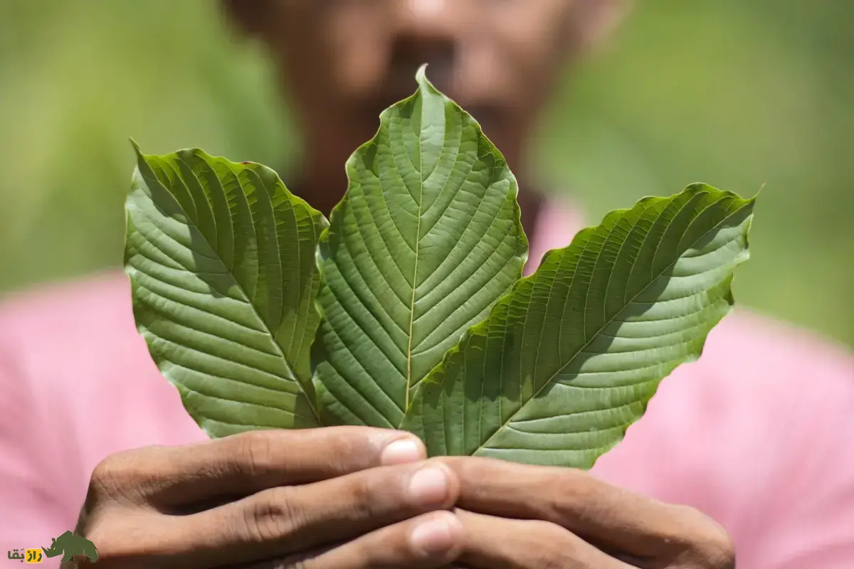 کراتوم؛ درختی همیشه‌سبز با ارتفاع ۲۵ متر با برگ‌هایی شبیه خشخاش و تریاک که کاشت آن در بسیاری کشورها ممنوع است