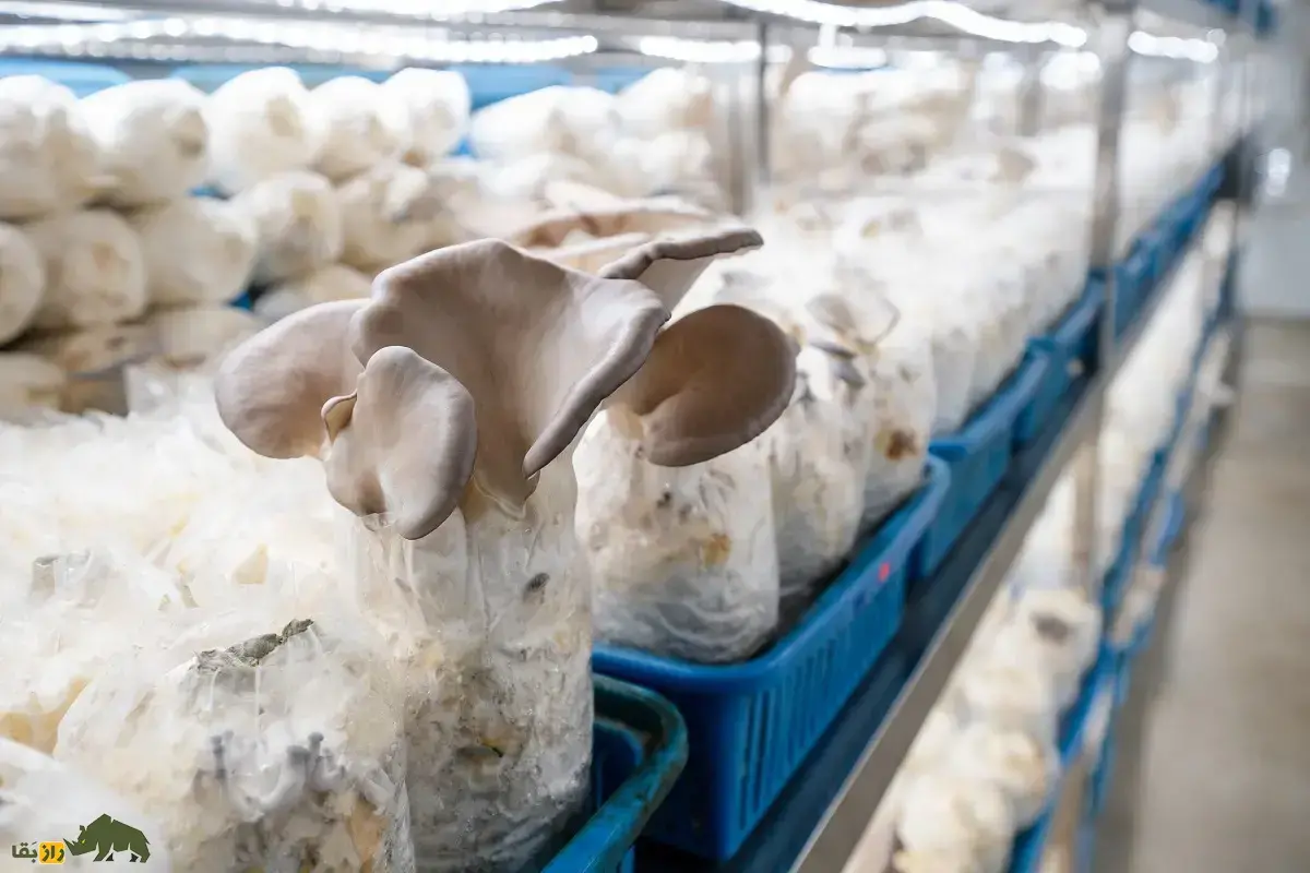 پرورش قارچ در منزل؛ روش‌ها و فرآیند پرورش قارچ در منزل چگونه است؟ کدام گونه‌های قارچ برای پرروش در منزل بهتر هستند و درآمد بیشتری دارند؟