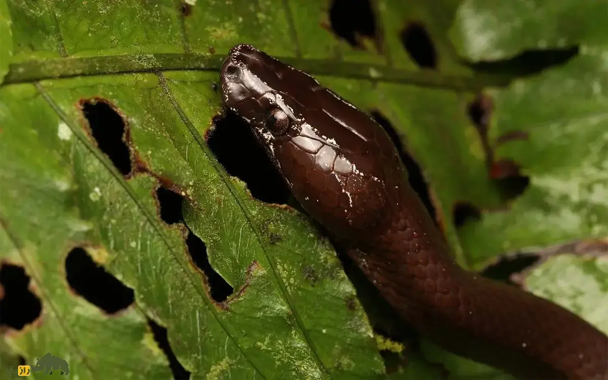مار گرگی؛ ترسناک‌ترین مار غیر سمی آسیا که دندان‌هایی شبیه دندان نیش گرگ دارد و برای ترساندن دشمنان بلوف می‌زند