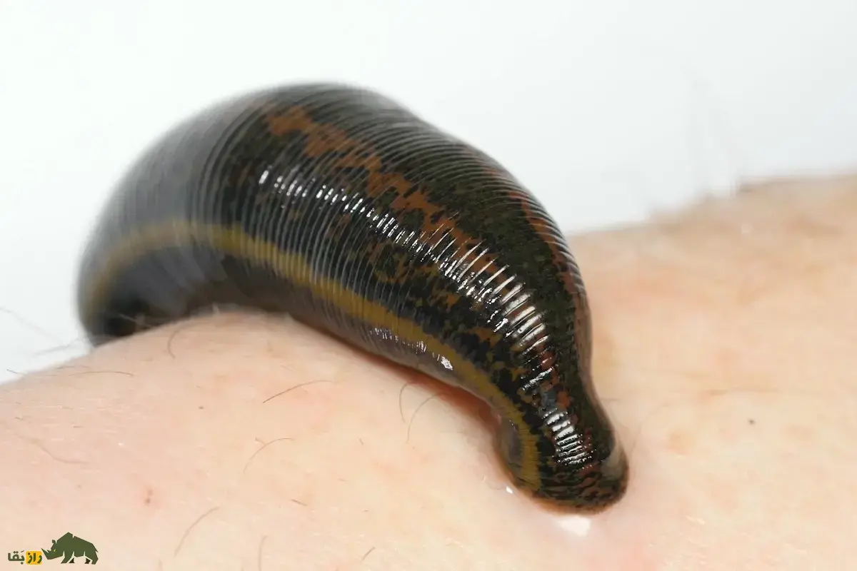 زالو درمانی؛ شرایط پرورش زالو در خانه چیست؟ آیا زالو درمانی واقعیت دارد یا صرفا یک خرافه سنتی است؟