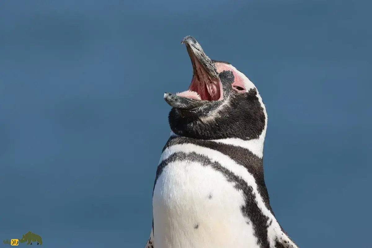 پنگوئن ماژلان؛ پنگوئن ساکن مناطق معتدل که عاشق غلتیدن در ماسه است و می‌تواند بیش از ۳۰۰۰ کیلومتر سفر کند