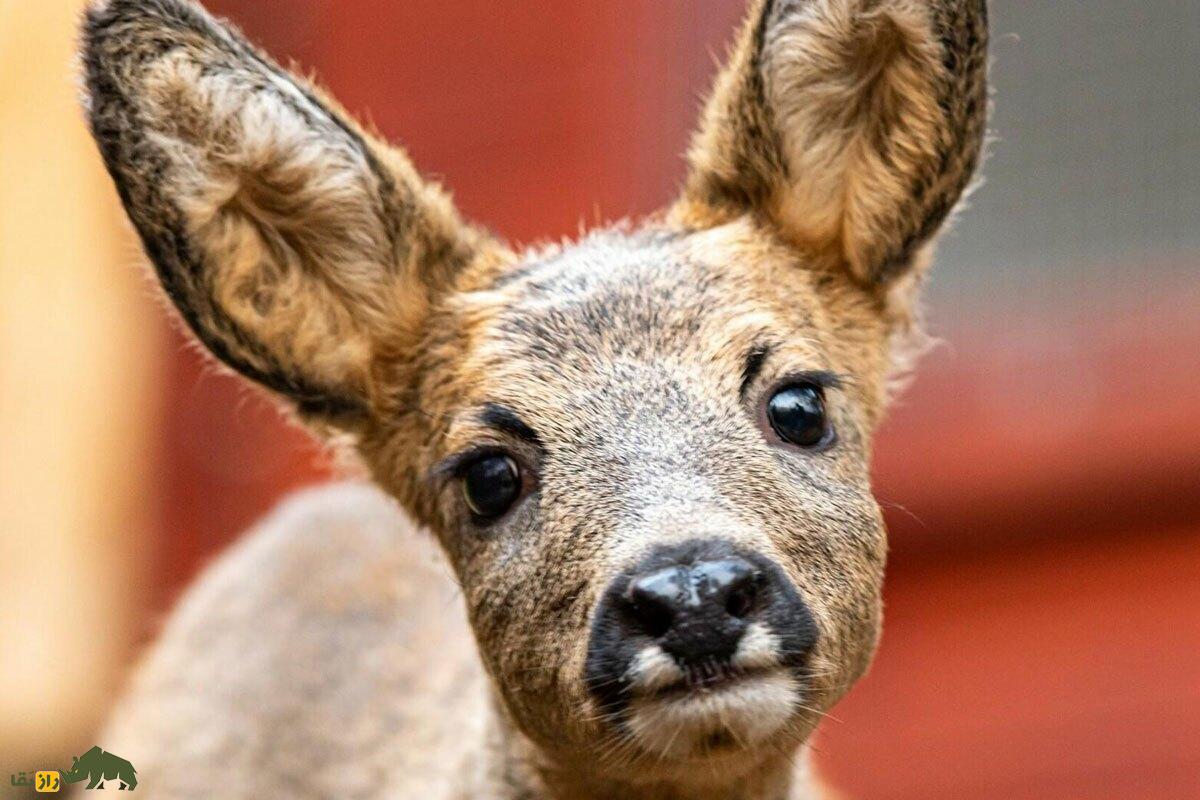 شوکا؛ کوچک‌ترین گوزن ایران که نماد کرمانشاه است و رفتاری شبیه سگ‌ها دارد و هنگام خطر صدای واق واق سگ را تقلید می‌کند!