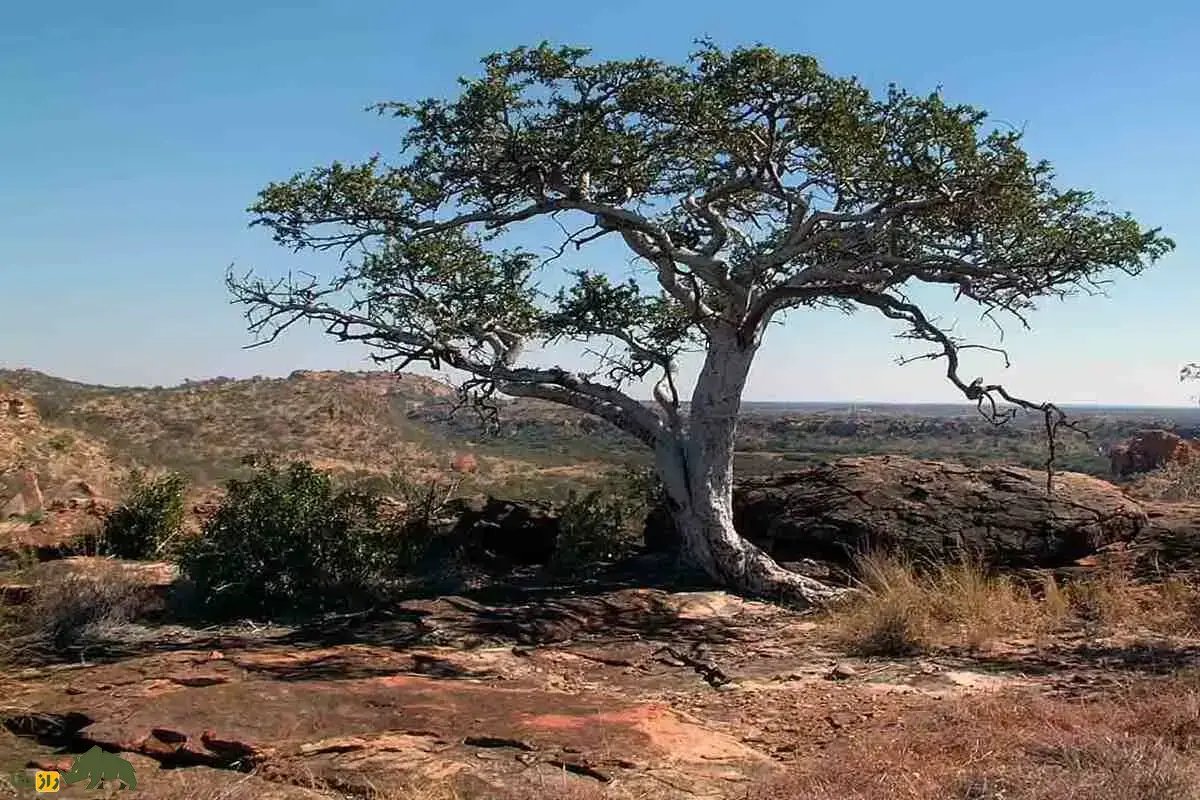 درخت چوپان؛ درخت همیشه سبز و درحال انقراض با بلندترین ریشه جهان که اندازه یک ساختمان ۲۲ طبقه زیر زمینی‌ست و از ریشه‌اش قهوه می‌سازند