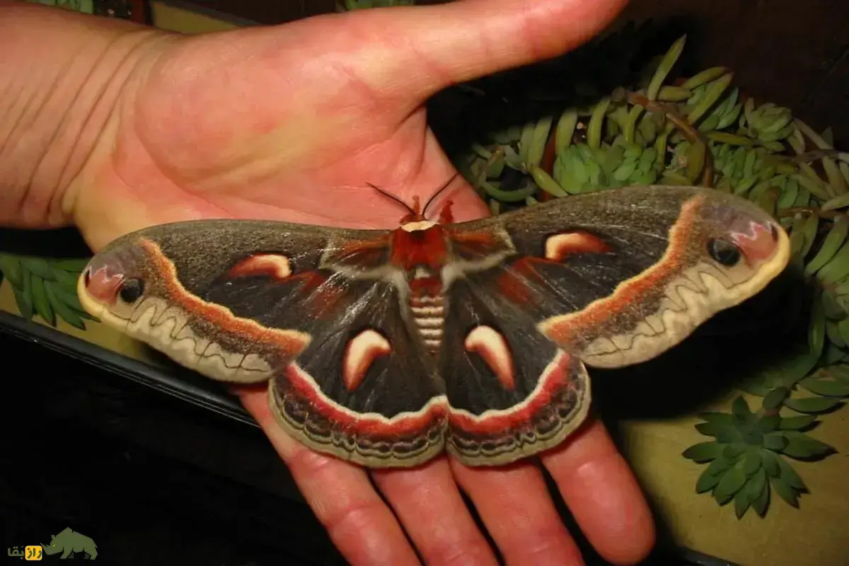 پروانه ابریشمی سکروپیا؛ بزرگ‌ترین پروانه دنیا با بال ۱۸ سانتی‌متری که هورمون جوانی اولین بار از لارو‌های این پروانه استخراج شد