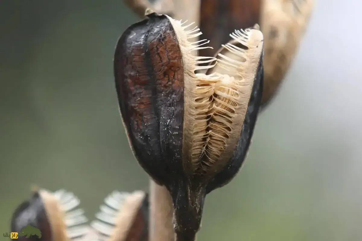 لیلی غول‌پیکر هیمالیایی؛ گیاهی معطر با گل‌های بزرگ و پیاز‌هایی با طعم سیب‌زمینی که یک بار گل می‌دهد و می‌میرد