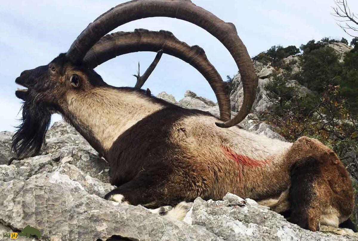 بز ریشو؛ بز باشکوه وحشی ترکمن و ساکن ایران و ترکمنستان که می‌تواند دو هفته آب ننوشد و بارش باران یا طوفان را پیش‌بینی کند