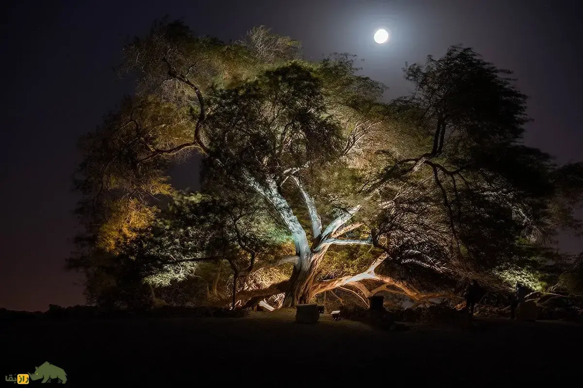 درخت زندگی؛ درختی در بحرین معروف به «درخت نامیرا» با عمر ۴۰۰ سال که در یک بیابان خشک و بدون هیچی آب سبز مانده است