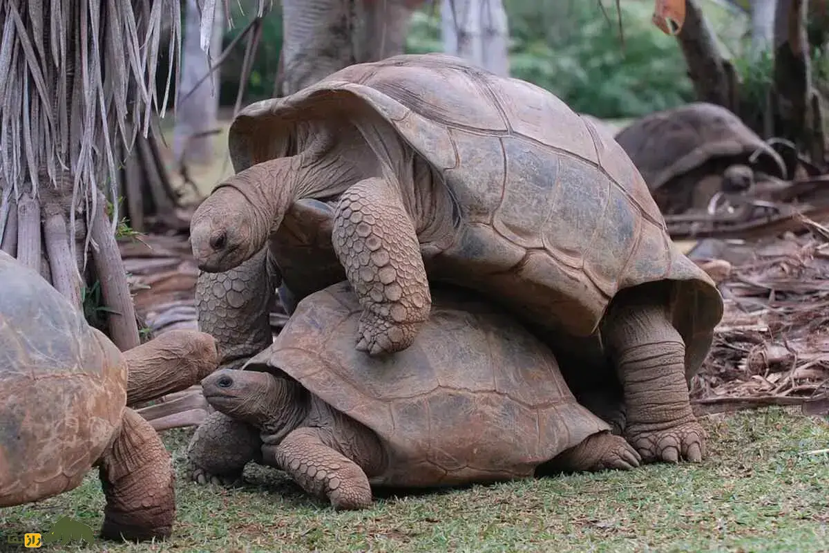 دیه‌گو؛ لاک‌پشت غول‌پیکر گالاپاگوس با ۱۰۰ سال سن و ۸۰۰ فرزند که معتاد به رابطه جنسی‌ست و یک تنه نسلش را از انقراض نجات داد!