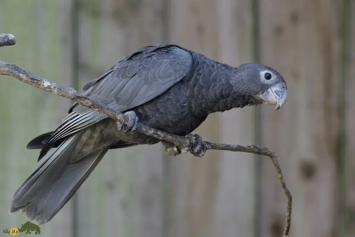 طوطی سیاه یا وازا؛ عجیب‌ترین طوطی دنیا شبیه کلاغ با هوش بالا و توانایی تقلید صدا که هنگام جفت‌گیری کرکس می‌شود!