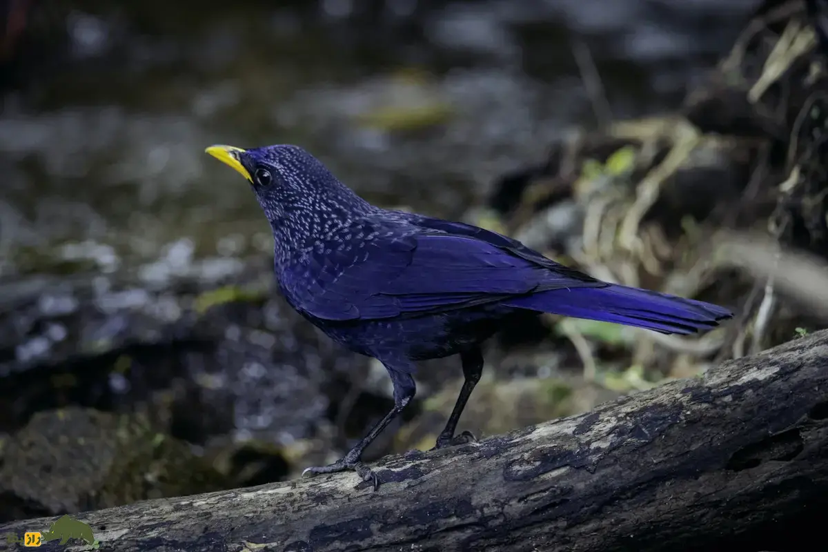 طرقۀ آبی آوازخوان؛ پرنده‌ای شگفت‌انگیز که شبیه انسان سوت می‌زند، ابزار می‌سازد و رنگ بدنش در طول روز تغییر می‌کند!