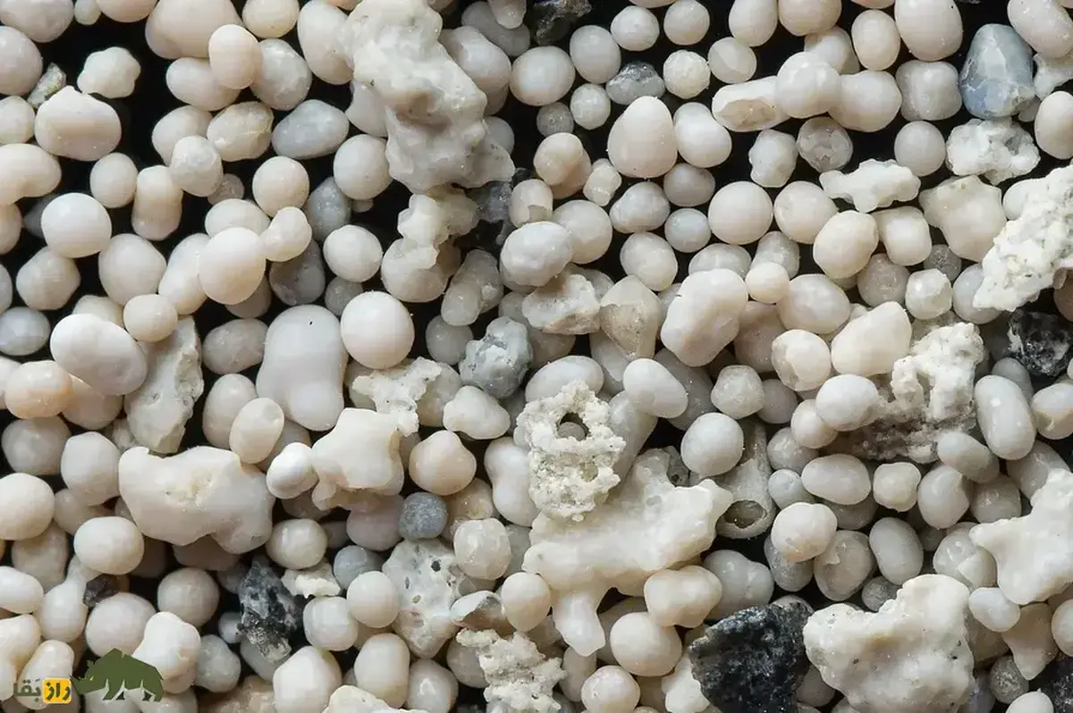 خاگه؛ دانه‌های رسوبی لایه لایه که کلید اسرار گذشته زمین و مخازن نفت و گاز هستند و در خلیج فارس نیز یافت می‌شوند