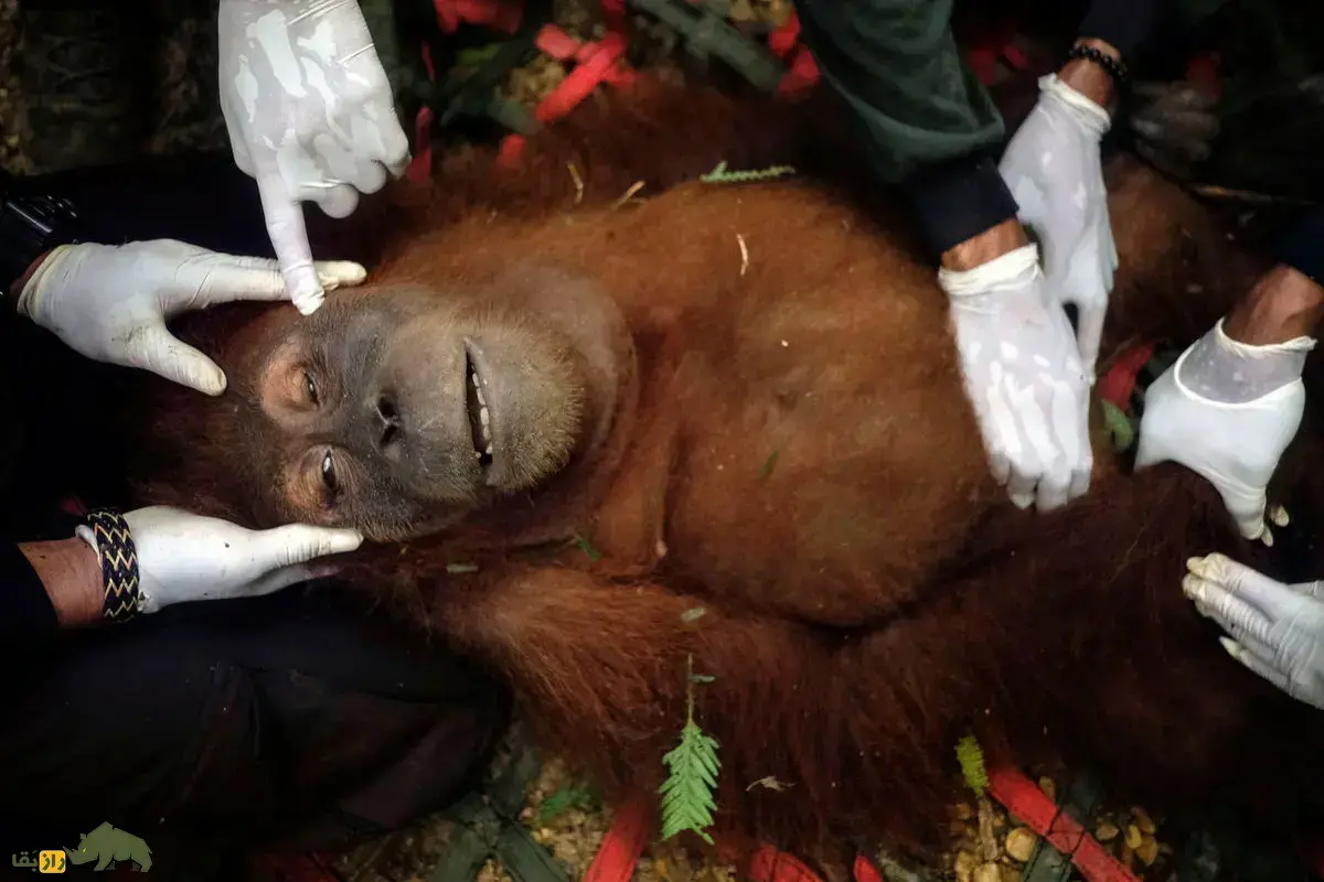 اورانگوتان پونی؛ داستان تلخ اورانگوتانی که از ۶ سالگی «برده جنسی» شد و بدنش هر روز اپیلاسیون می‌شد تا مردان روستا به او تجاوز کنند!