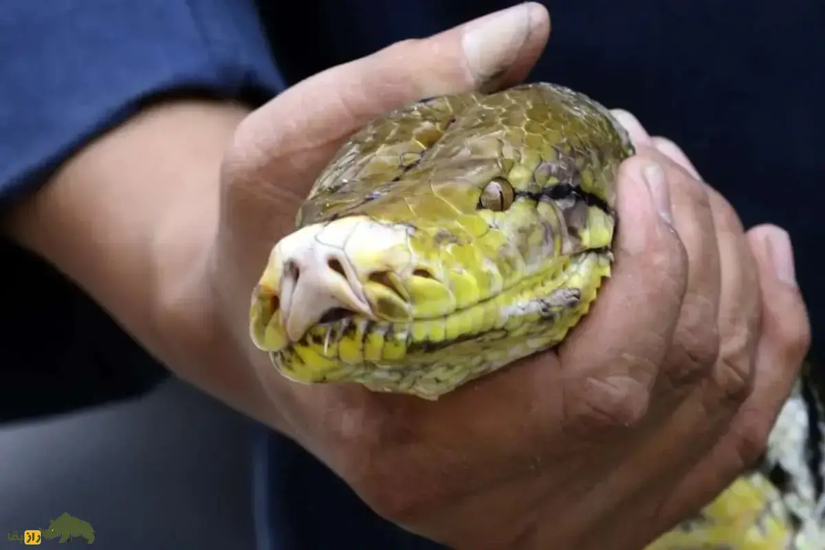 فیلمی از مار غول‌پیکری که بعد از سیل تایلند از زمین بیرون آمد و شهر را در بهت فرو برد!