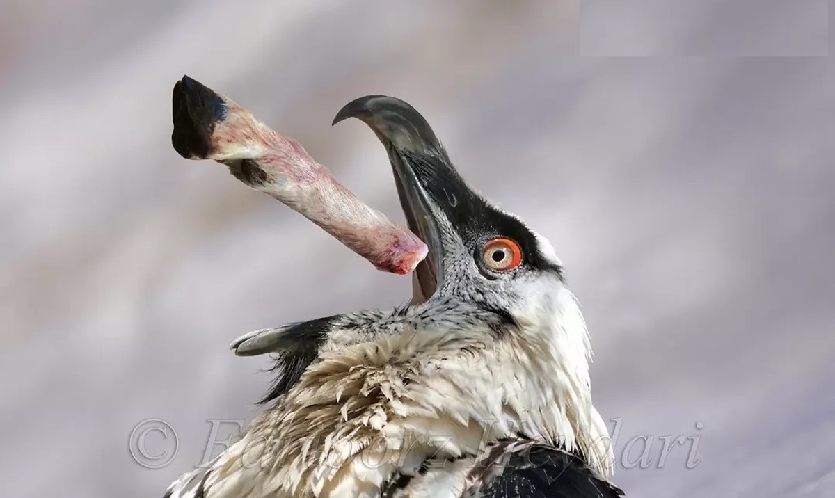 عکسی از همای سعادت در شهرک اکباتان ساکنان تهران را غافلگیر کرد!