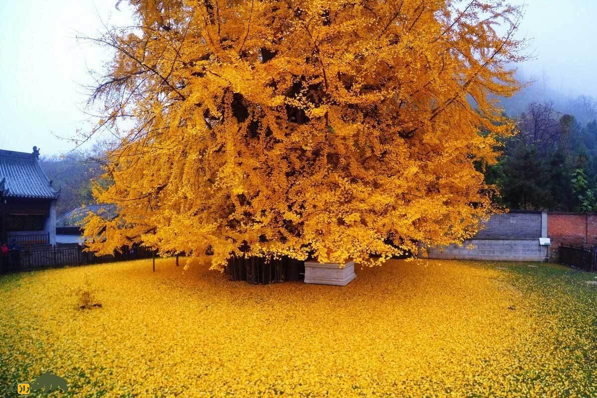 کُهن‌دار؛ قدیمی‌ترین و زیباترین درخت جهان با عمر ۲۰۰ میلیون سال که از انقراض دایناسور‌ها و انفجار هیروشیما جان به در برد!